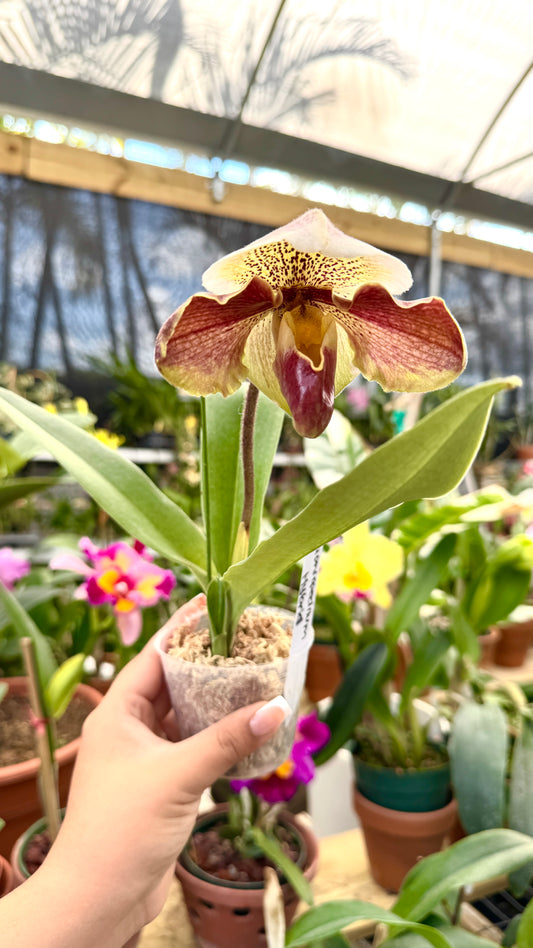 Paphiopedilum Hybrid 3"