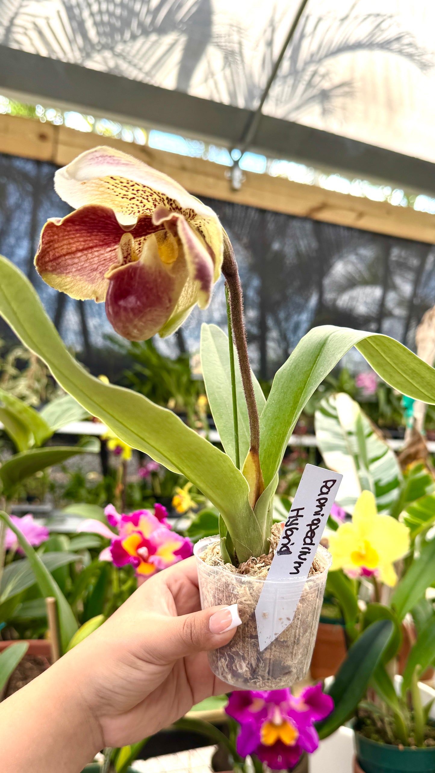 Paphiopedilum Hybrid 3"