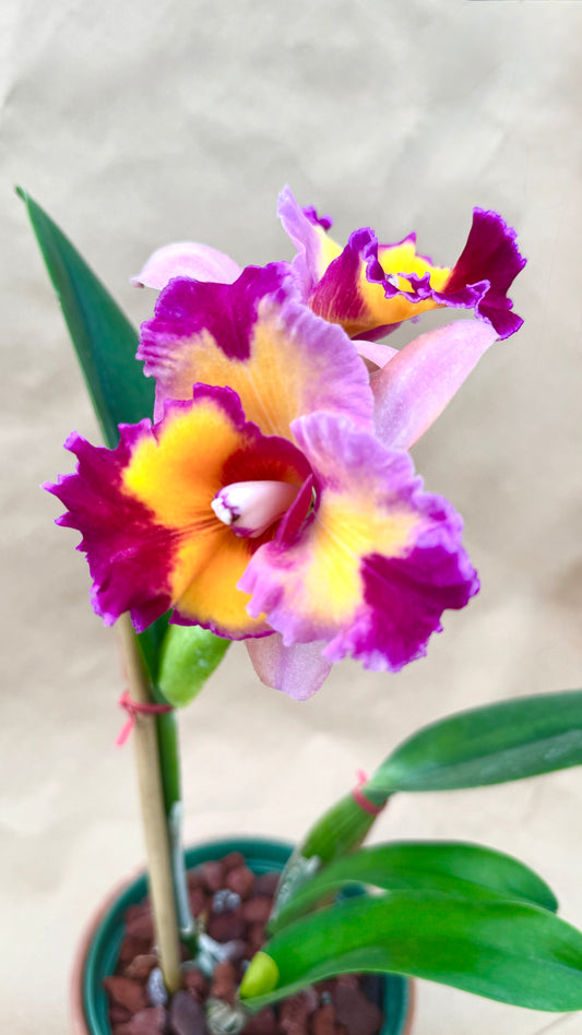 RLC. Dick Smith Paradise First 6"