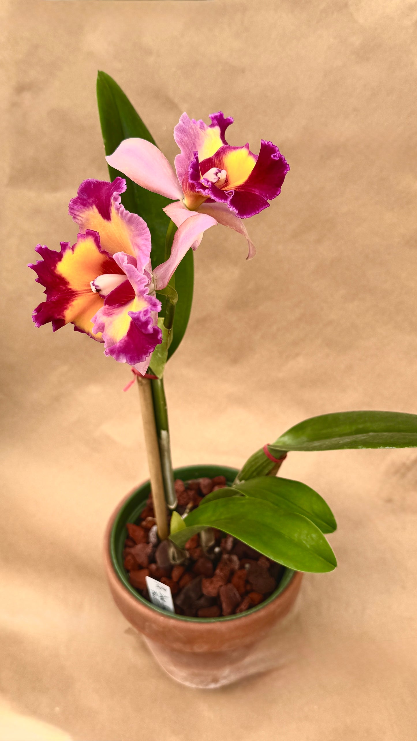 RLC. Dick Smith Paradise First 6"