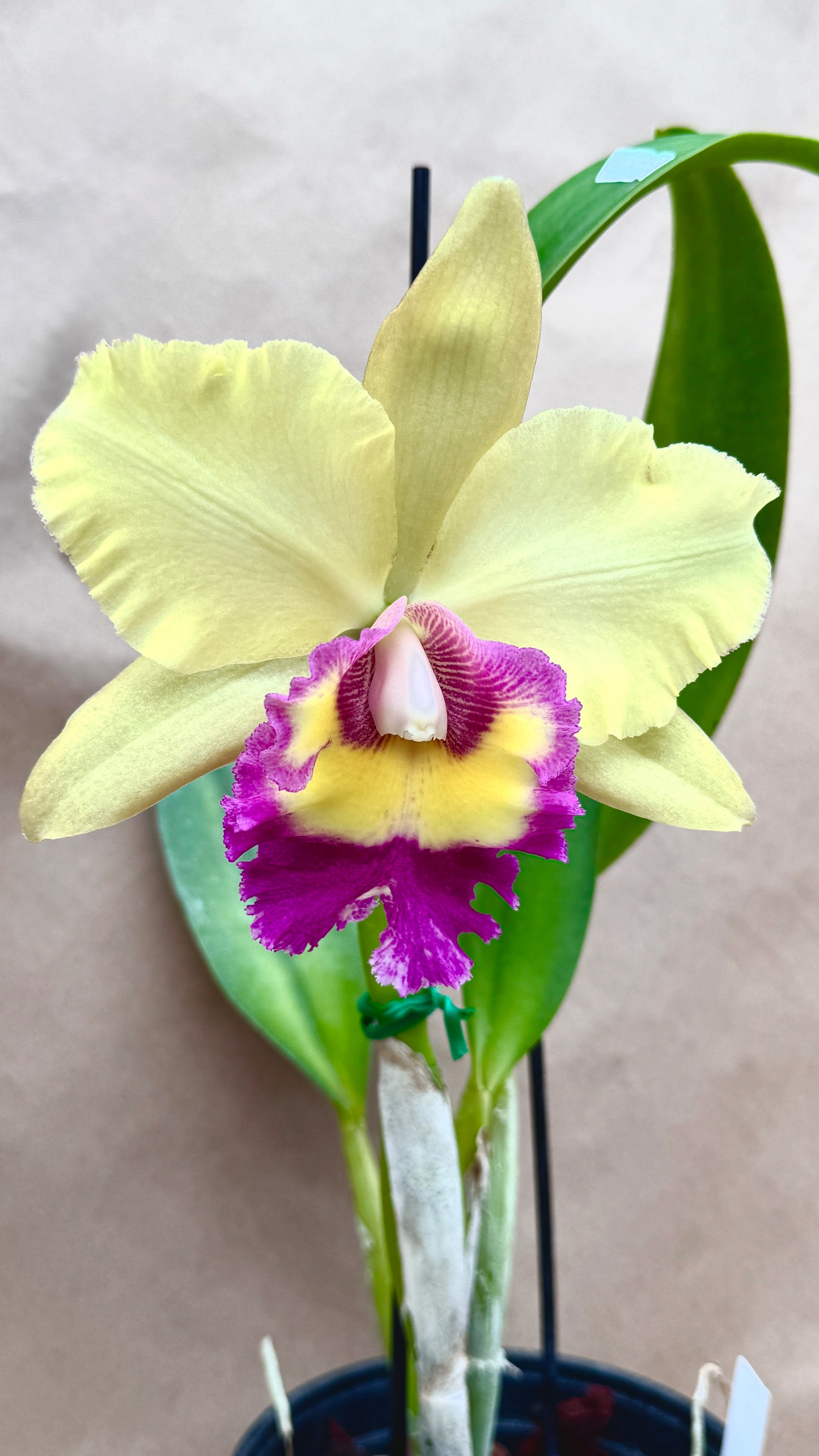 Rlc. Young Kong 6"