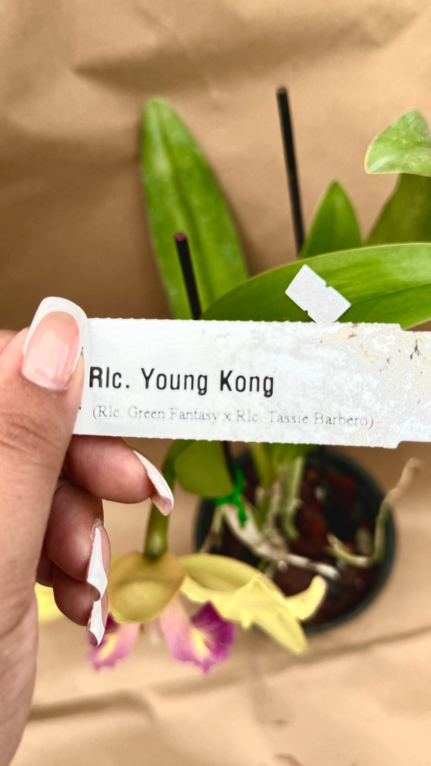 Rlc. Young Kong 6"