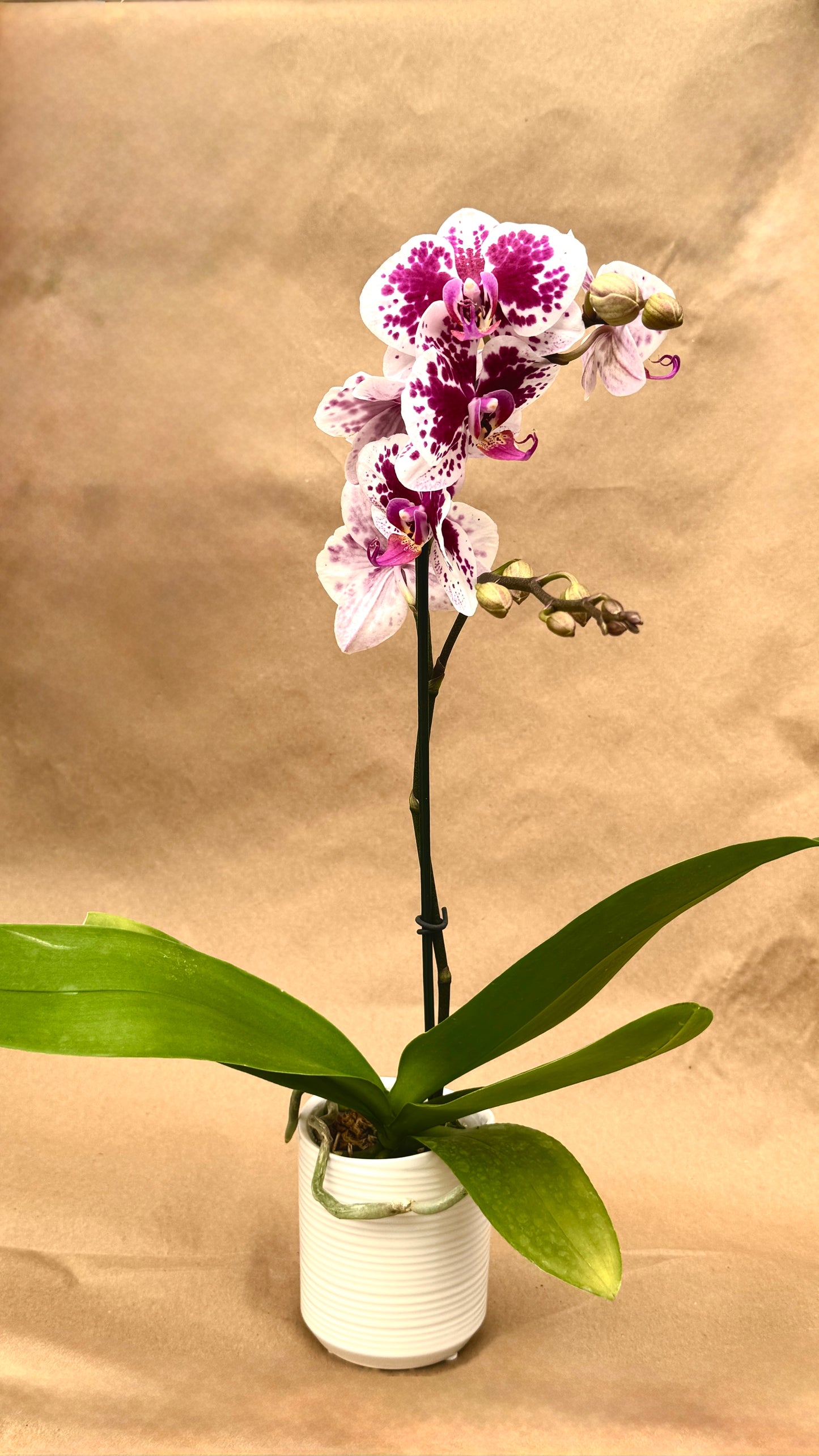 Phalaenopsis purple and white 3"