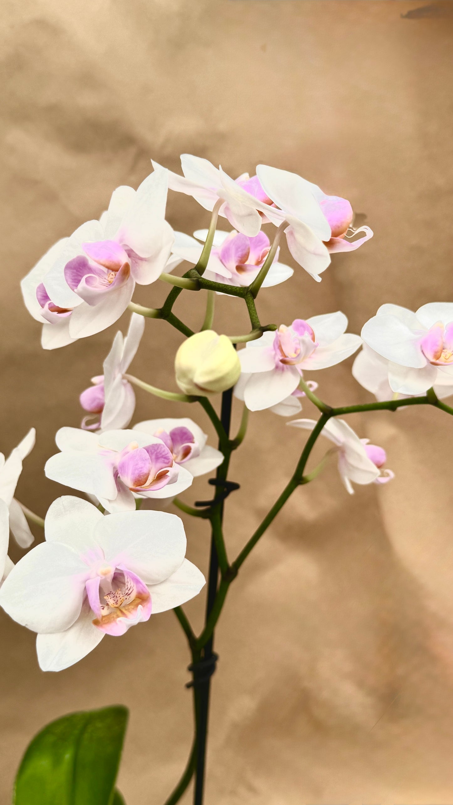 Phalaenopsis white and pink 3"