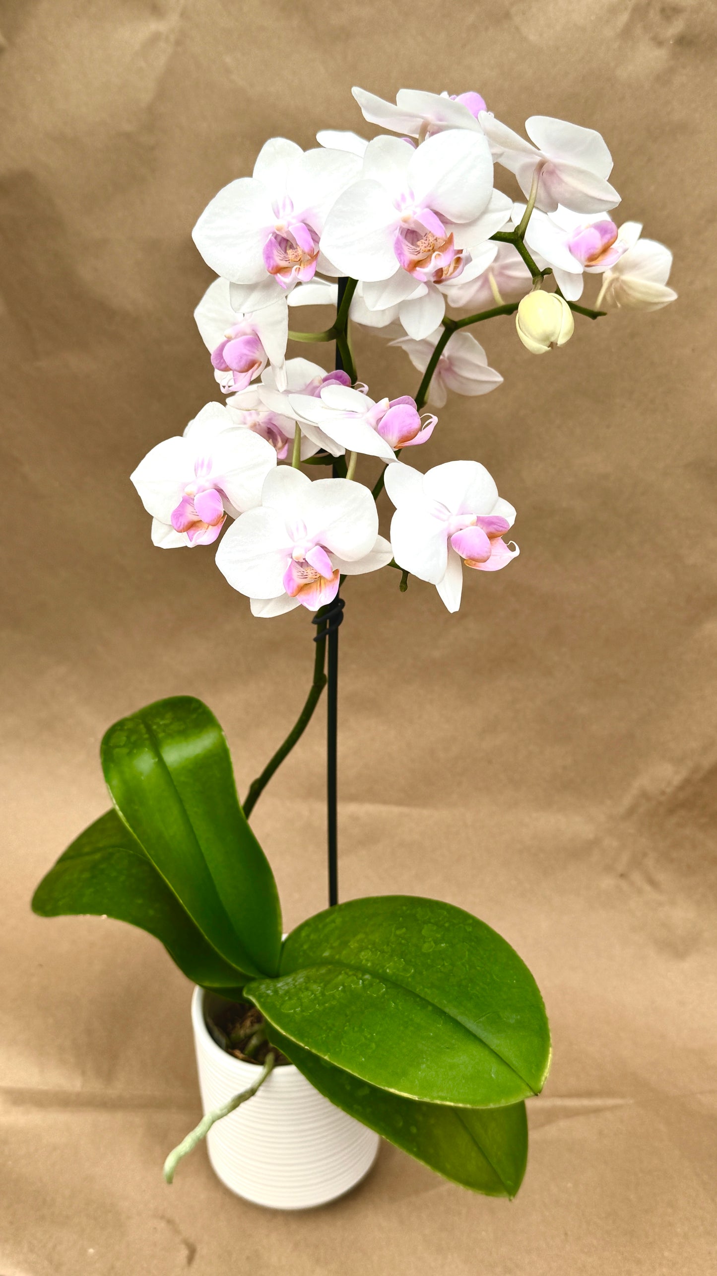 Phalaenopsis white and pink 3"