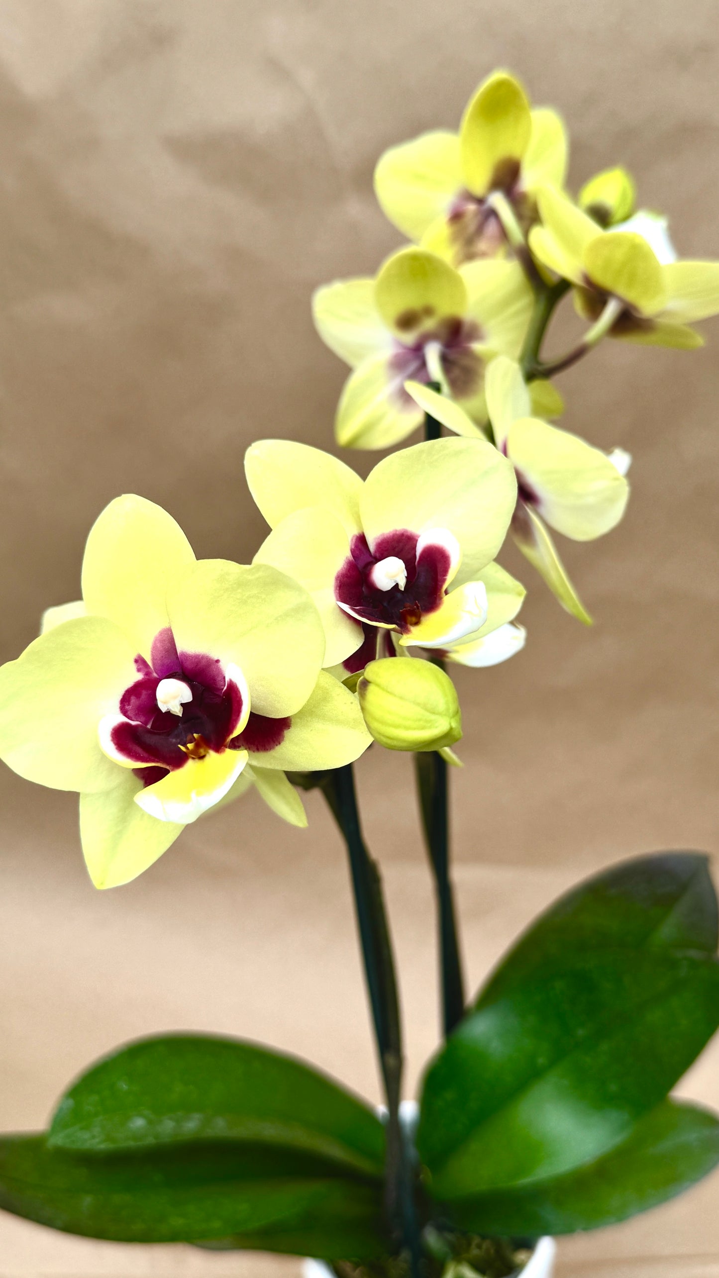 phalaenopsis yellow 3"