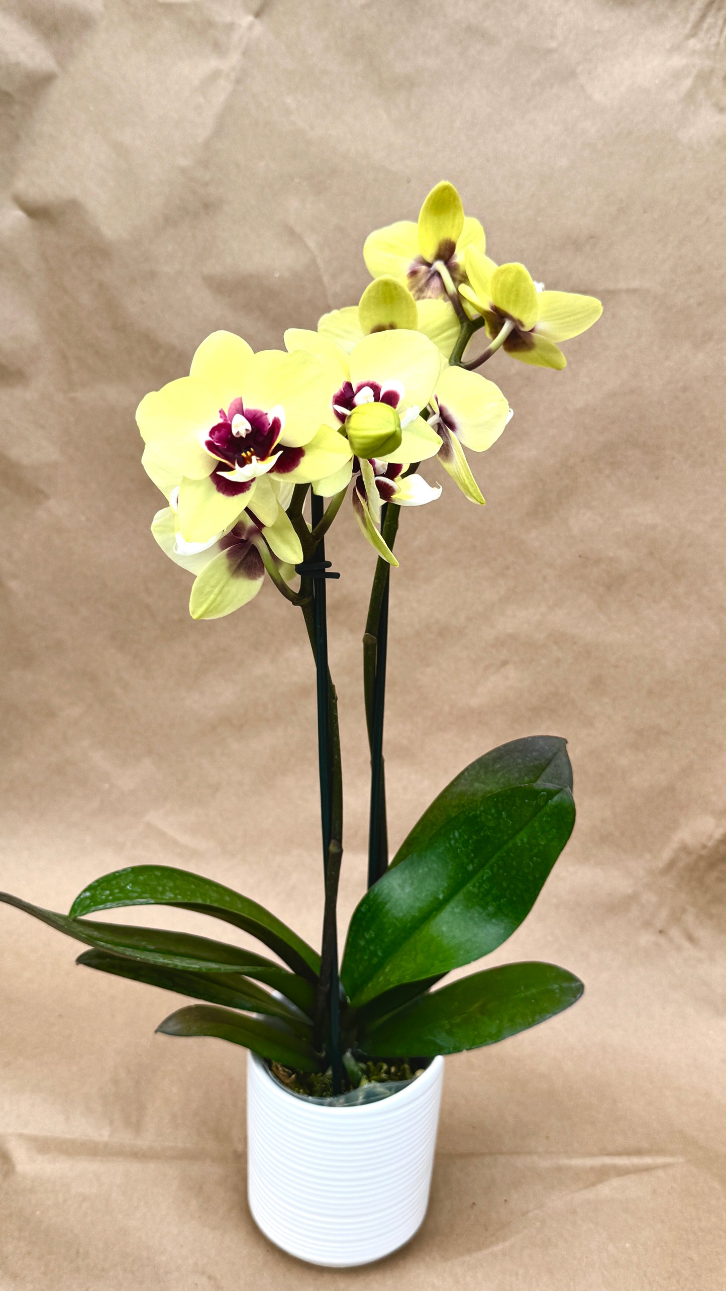 phalaenopsis yellow 3"