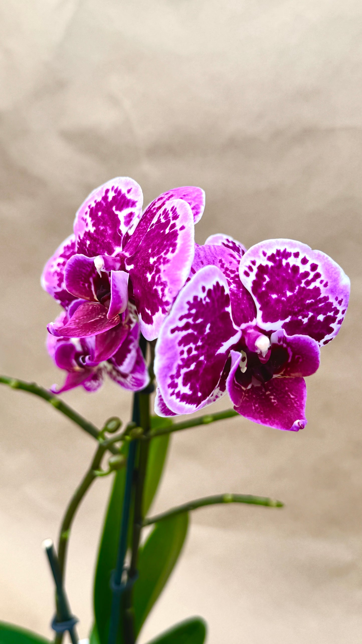 Phalaenopsis Purple 3"