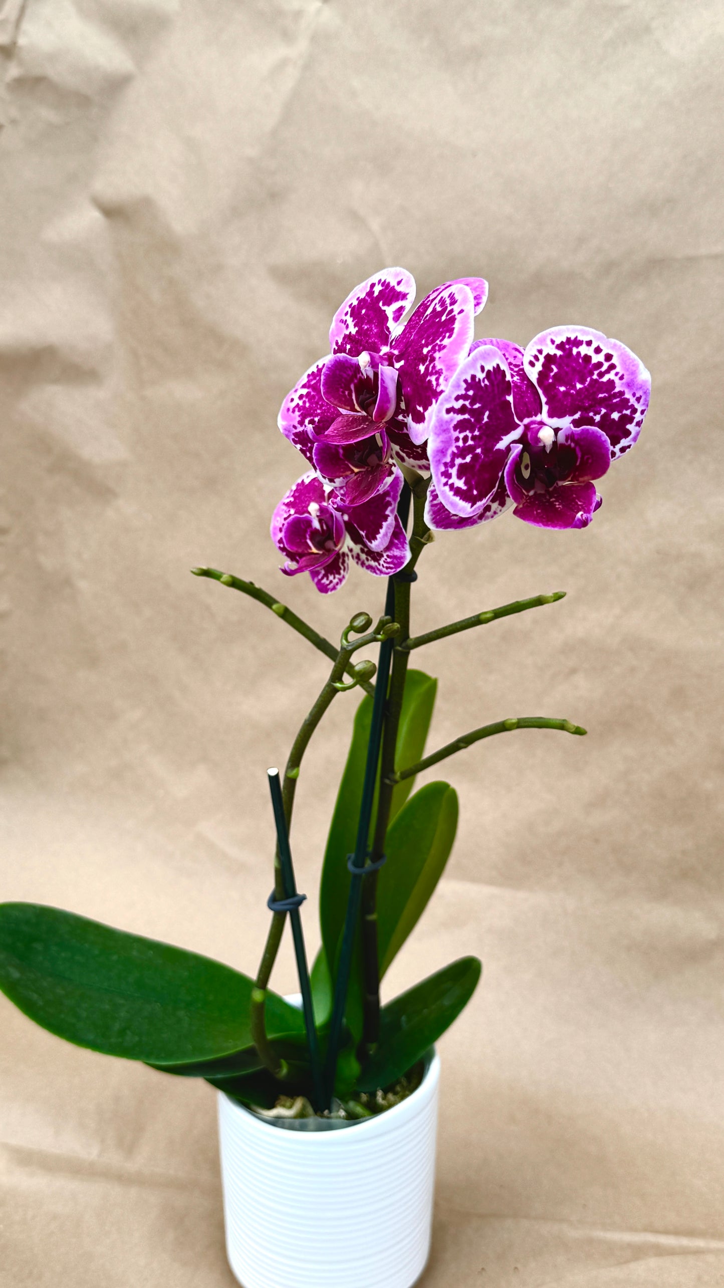 Phalaenopsis Purple 3"