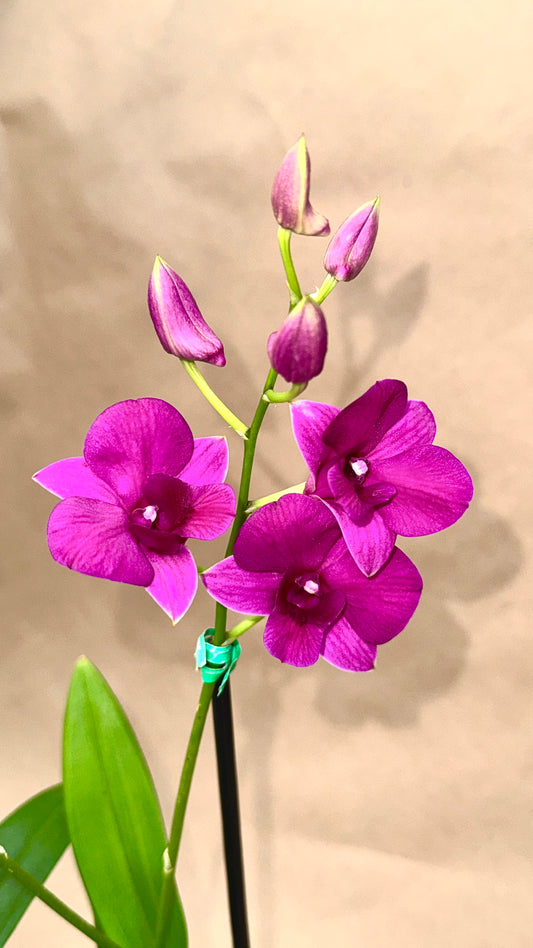 Dendrobium Purple 4"