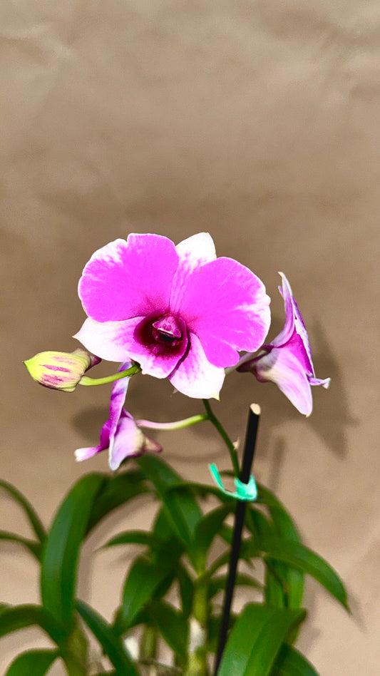 Dendrobium Yaya 4"