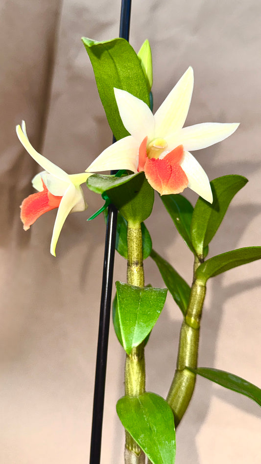 Dendrobium Roongkamol 4"