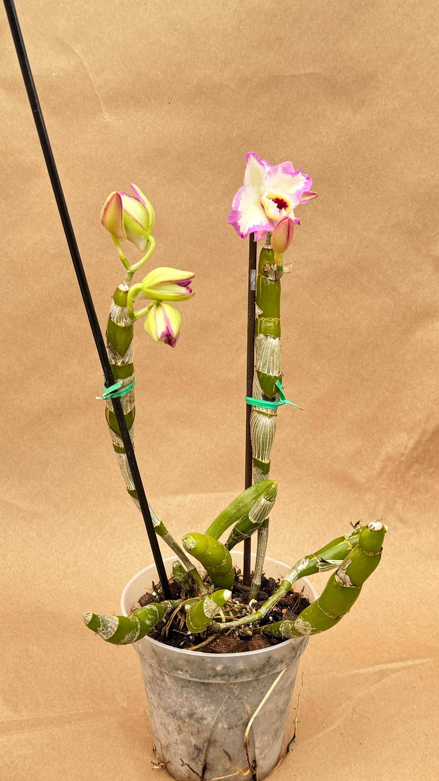 Dendrobium Pink 4"