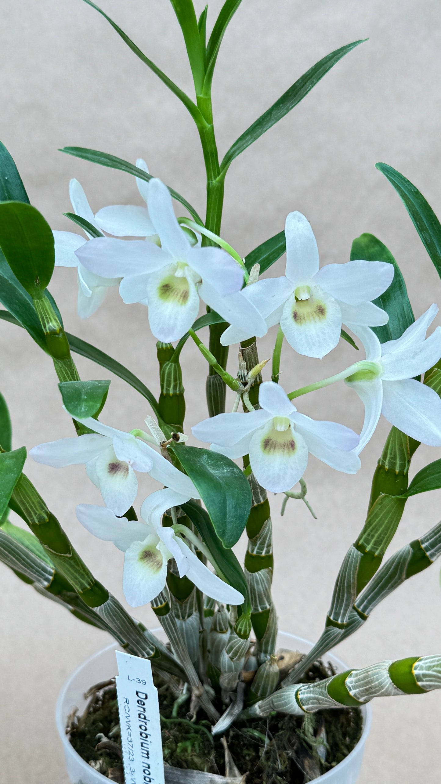 Dendrobium Nobile White 4"