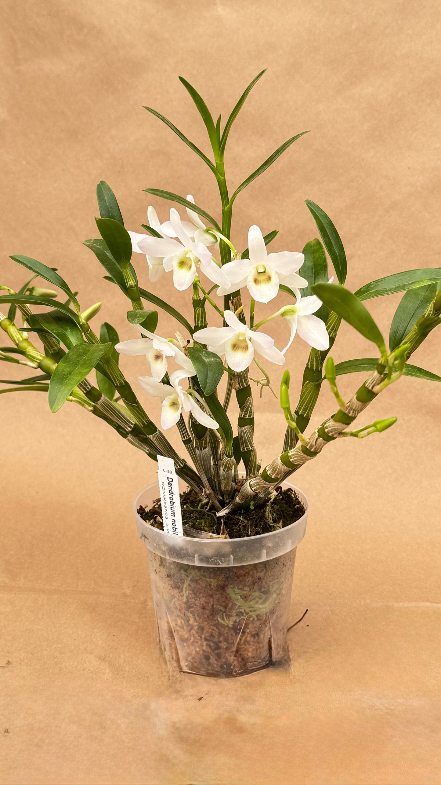 Dendrobium Nobile White 4"