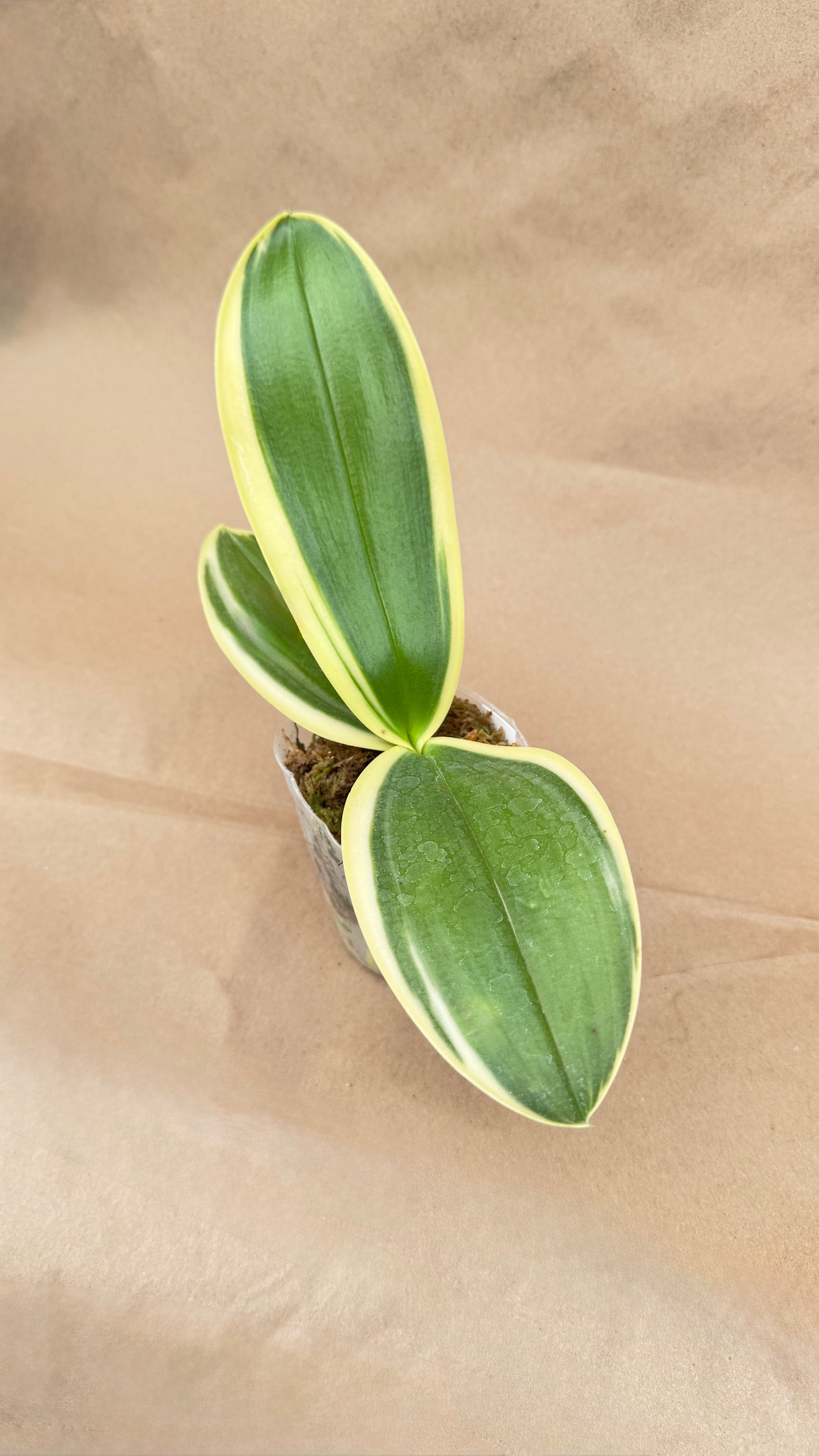 Phalaenopsis Variegated 3"