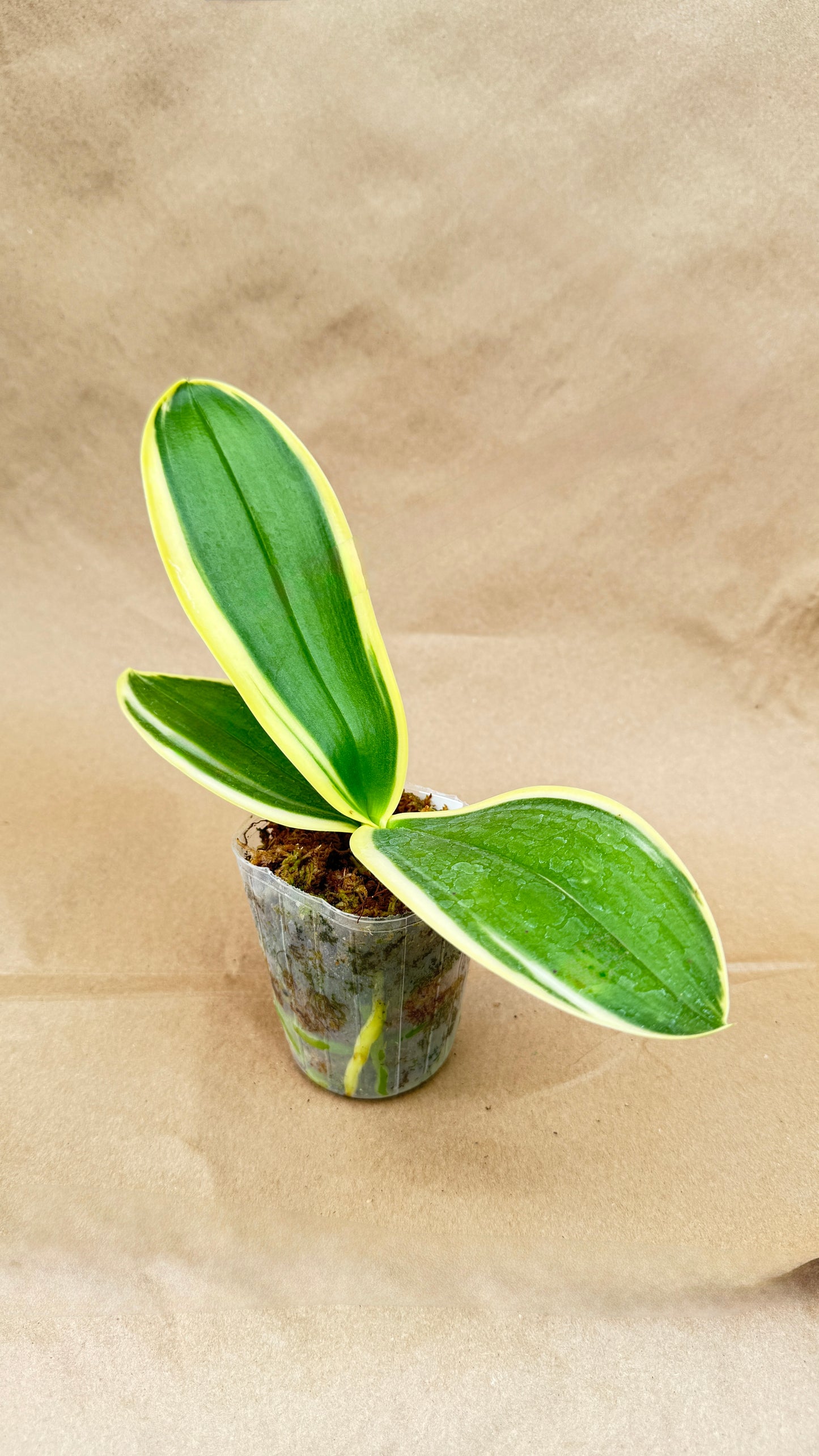 Phalaenopsis Variegated 3"