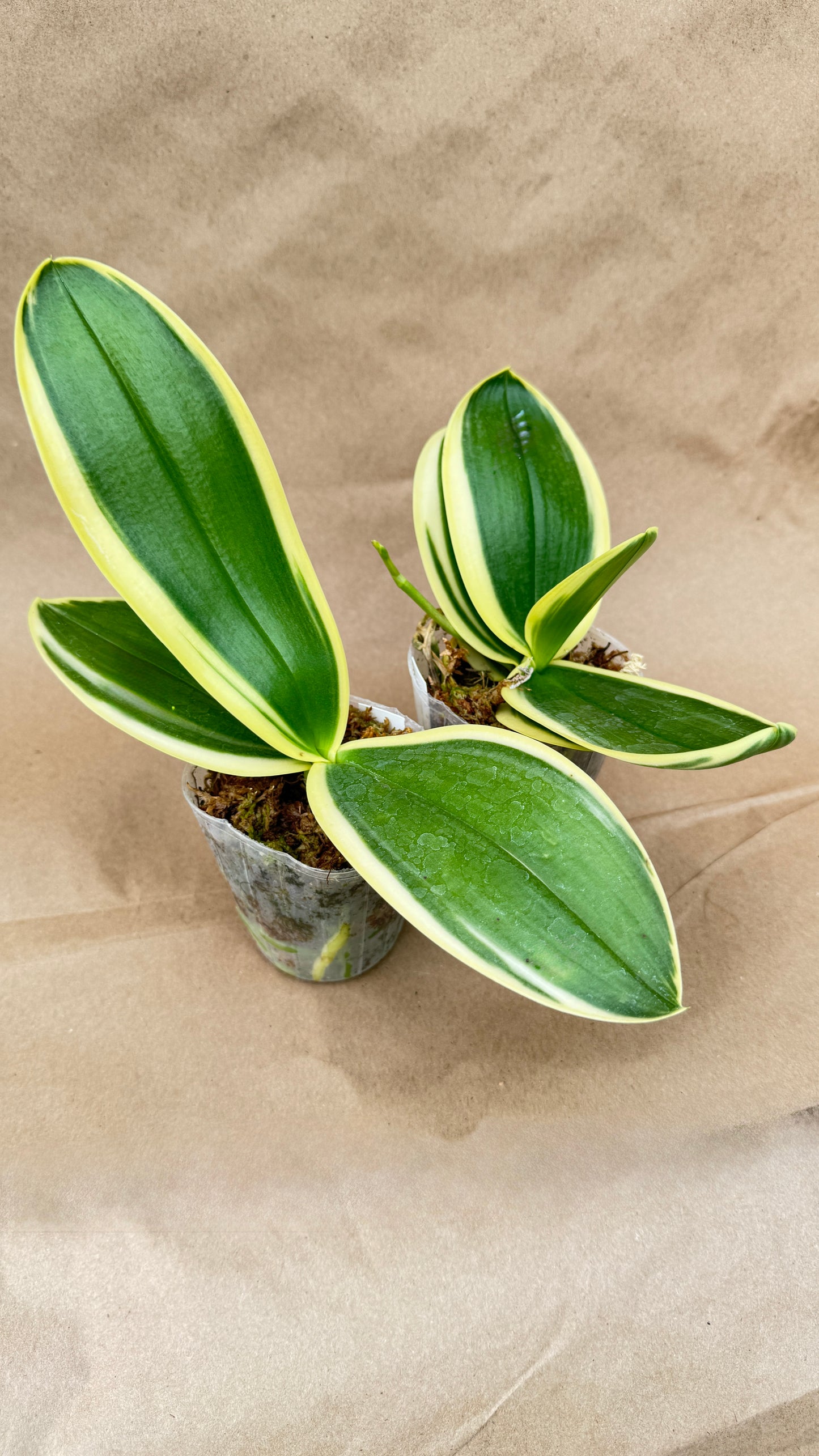 Phalaenopsis Variegated 3"