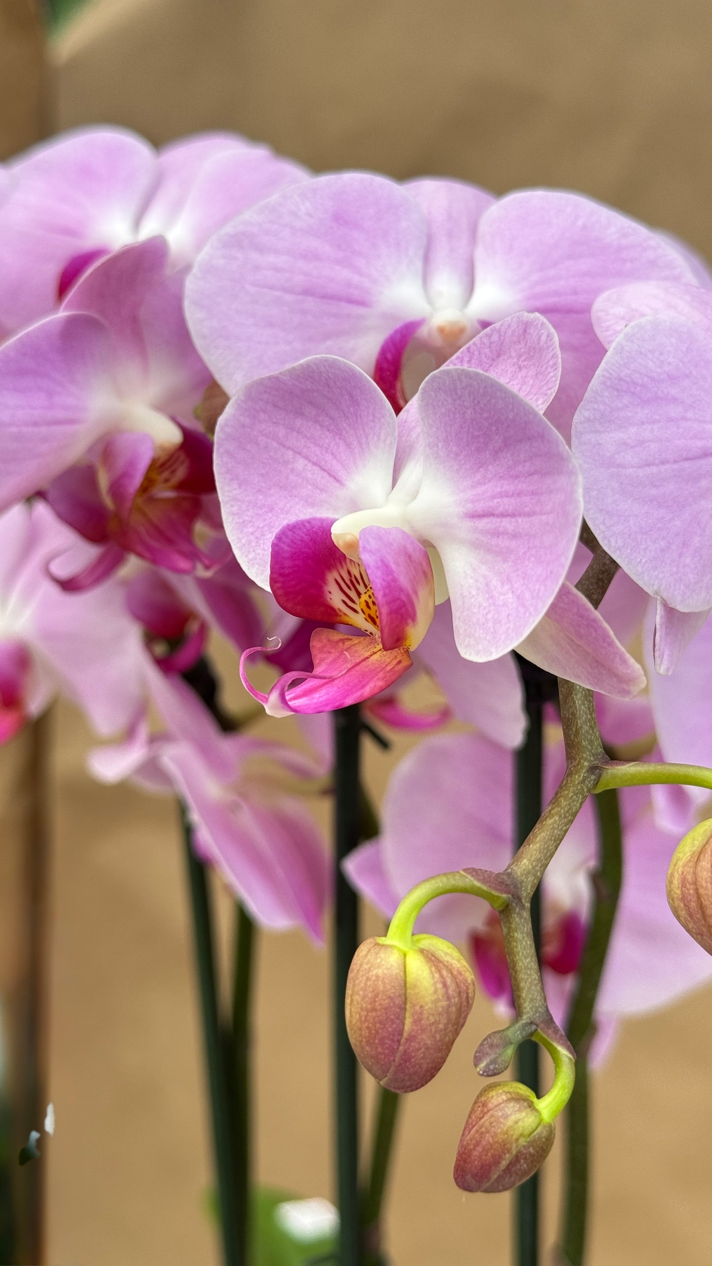 Phalaenopsis Pink 5"