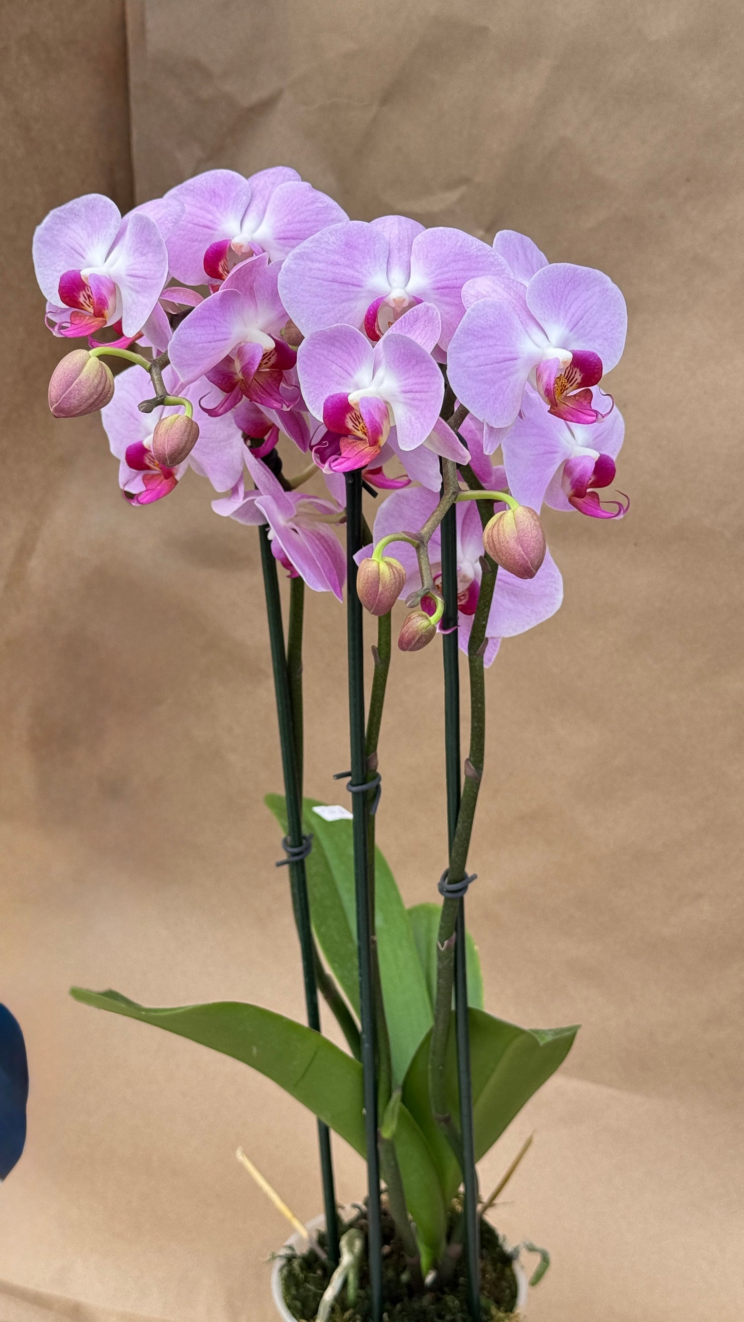 Phalaenopsis Pink 5"