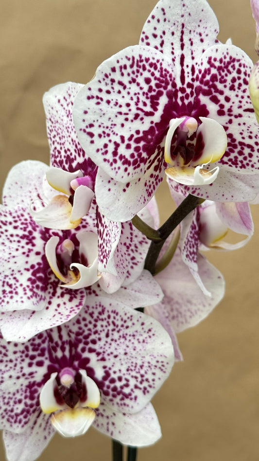 Phalaenopsis White and Purple Spot 5"