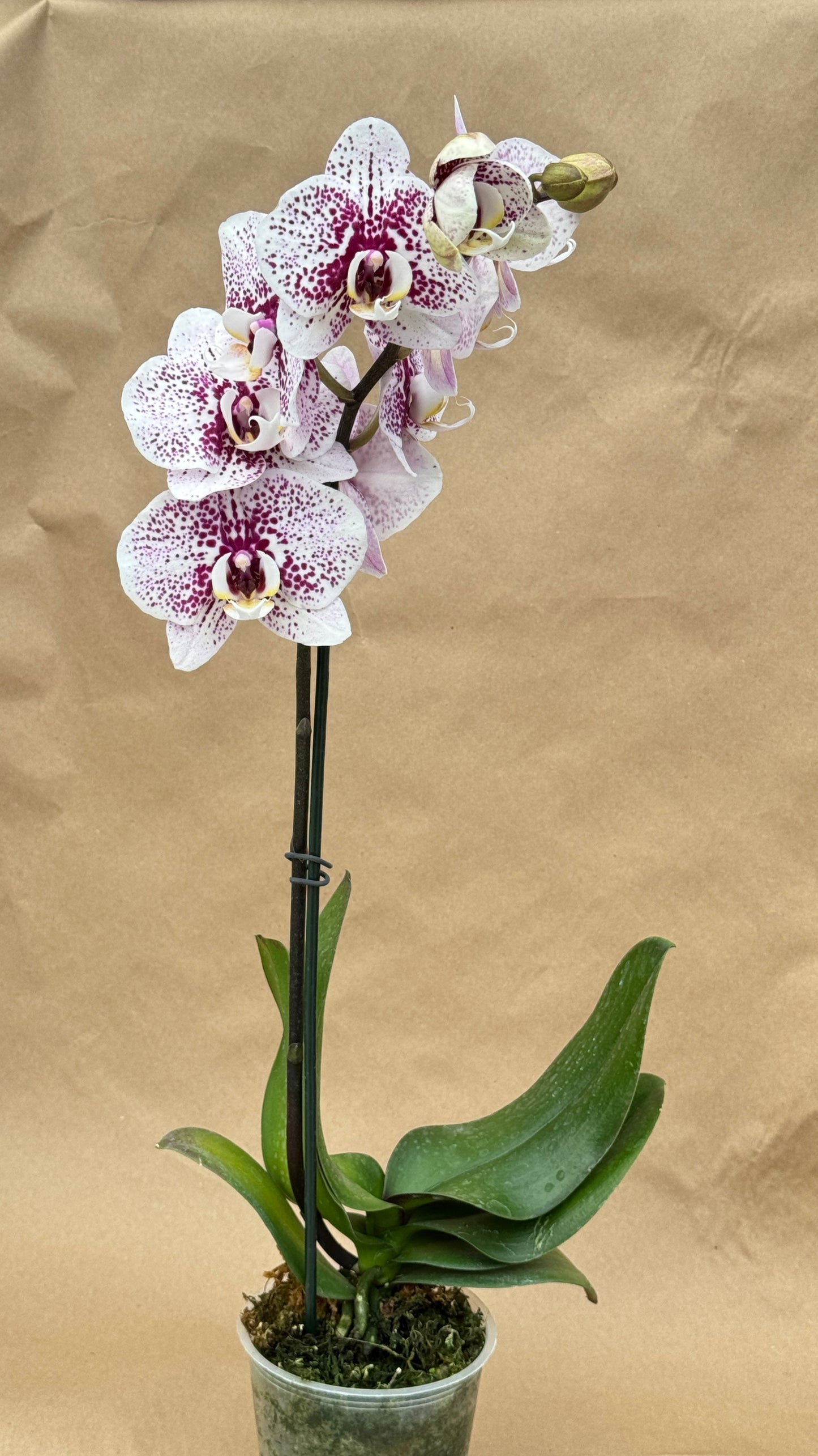 Phalaenopsis White and Purple Spot 5"