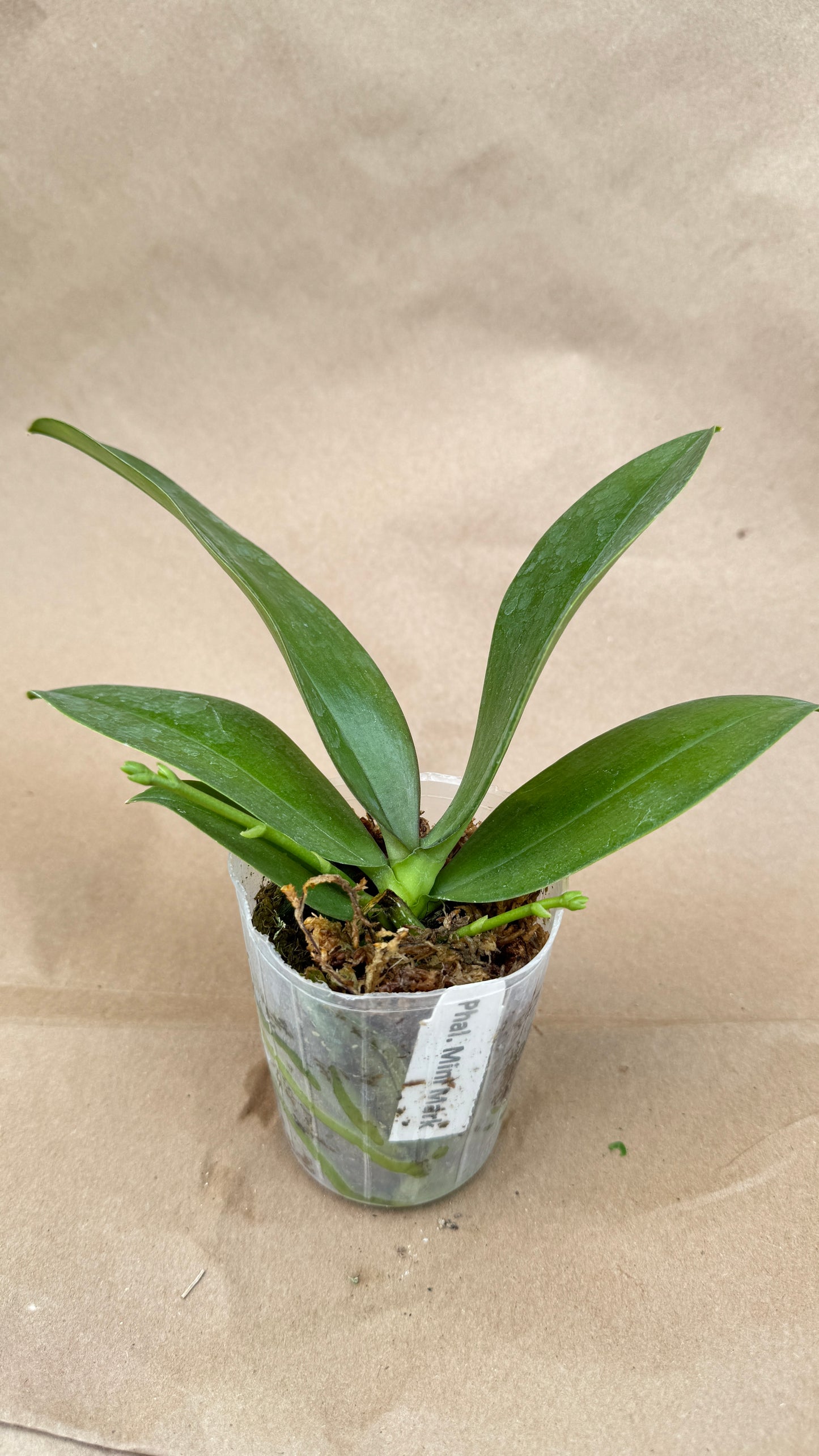 Phalaenopsis Mini Mark 3"