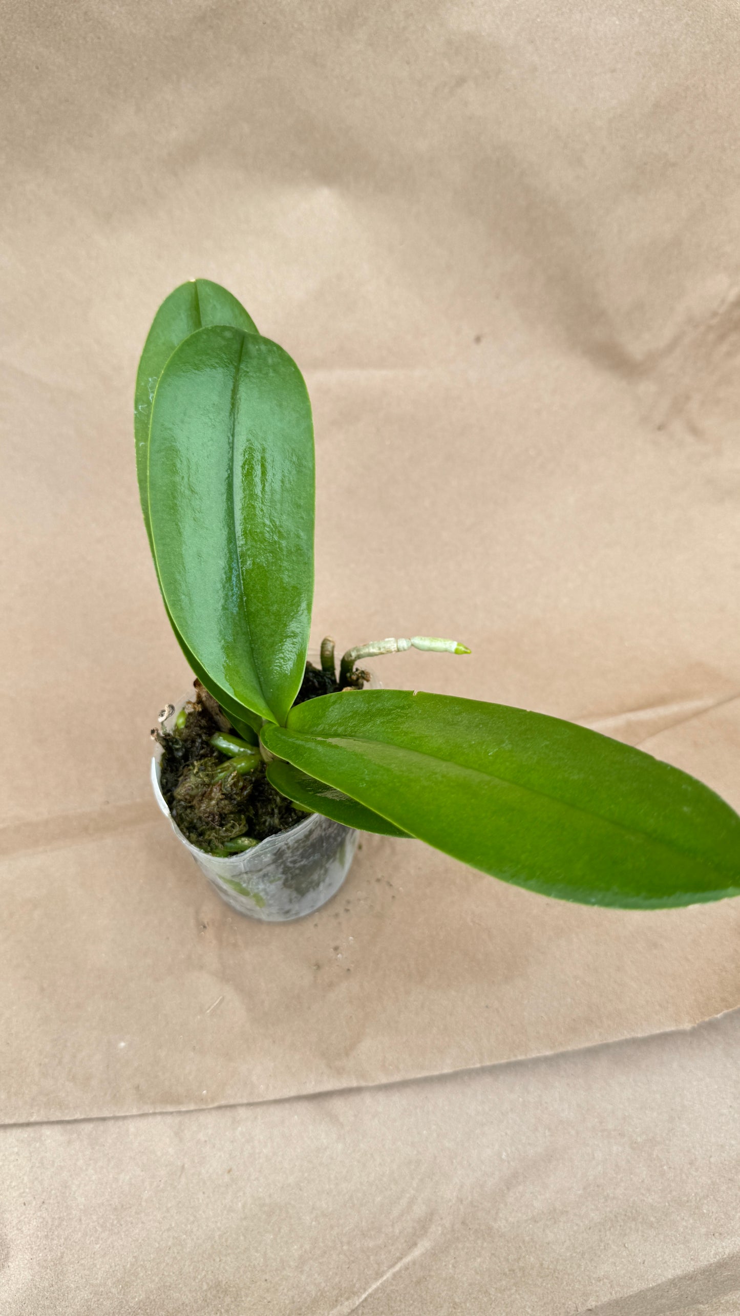 Phalaenopsis Pulcheriana 3"