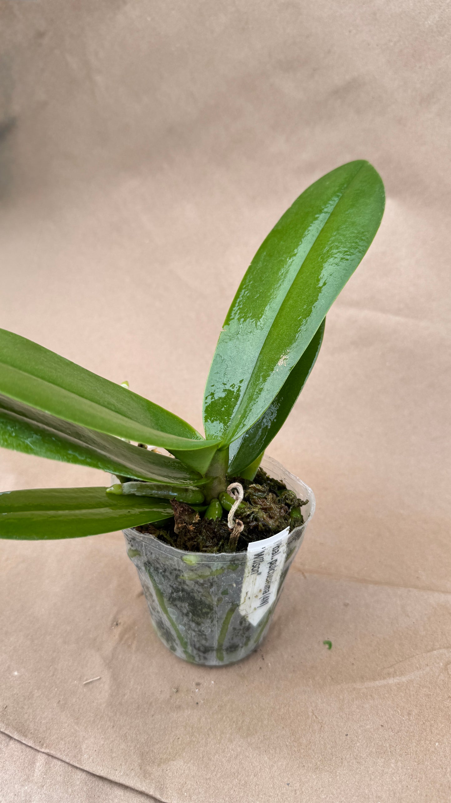 Phalaenopsis Pulcheriana 3"