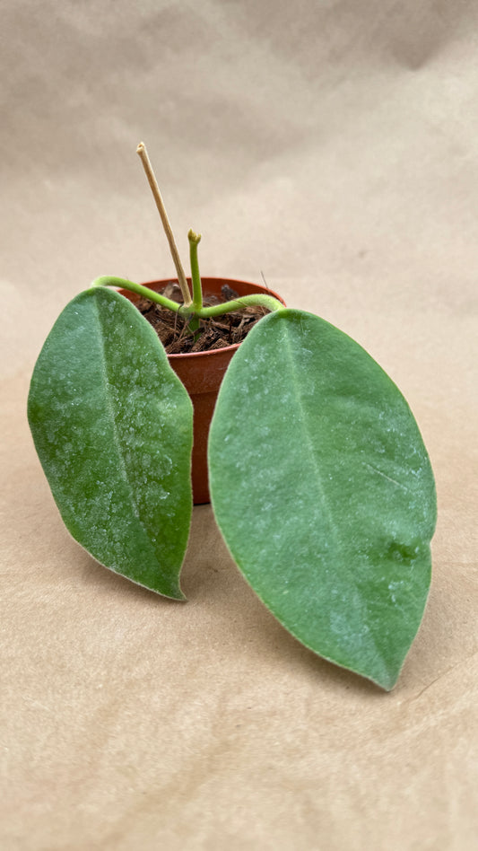 Hoya Lauterbachii 3"