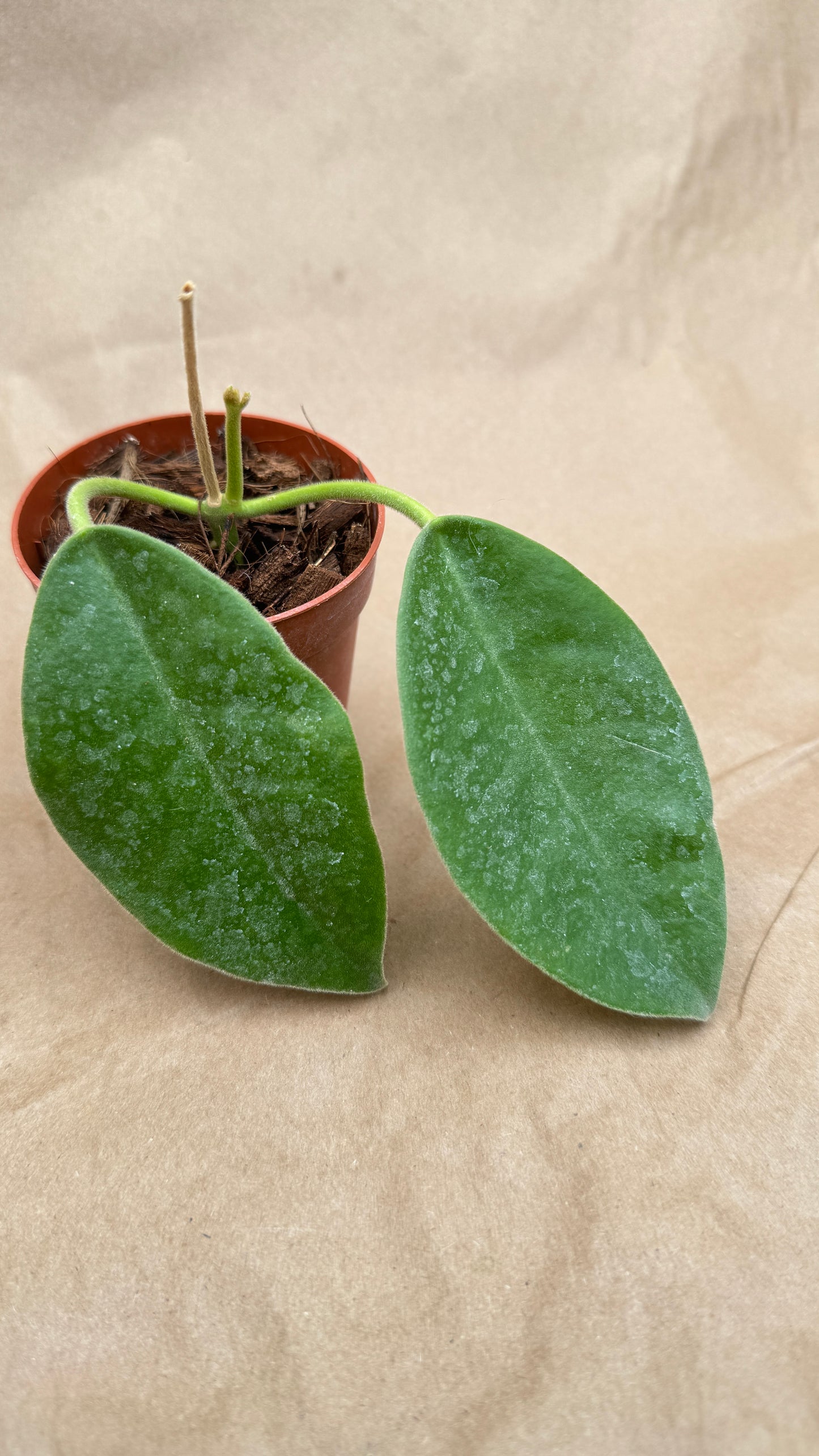 Hoya Lauterbachii 3"