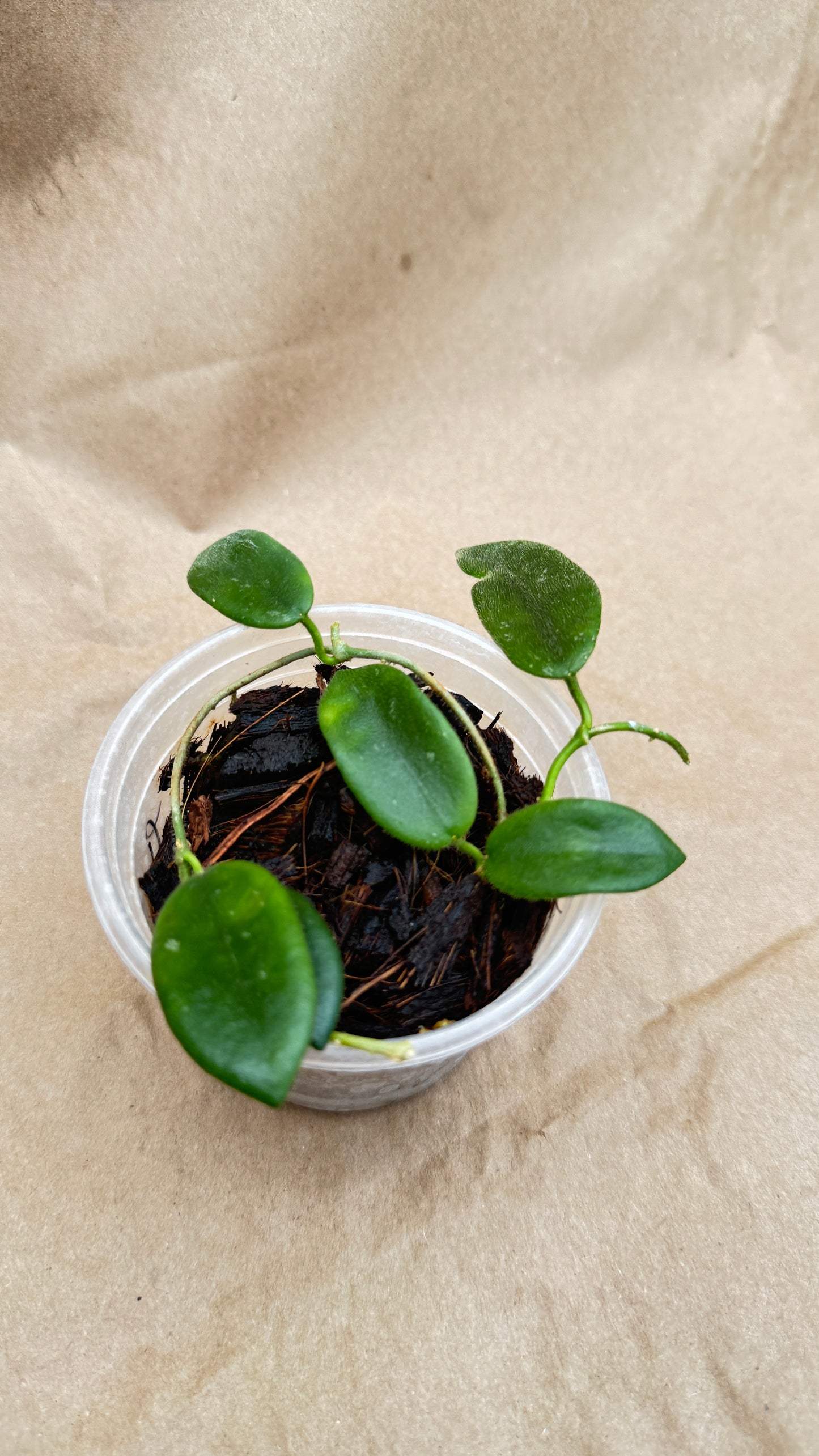 Hoya Thomsonii White 3"'