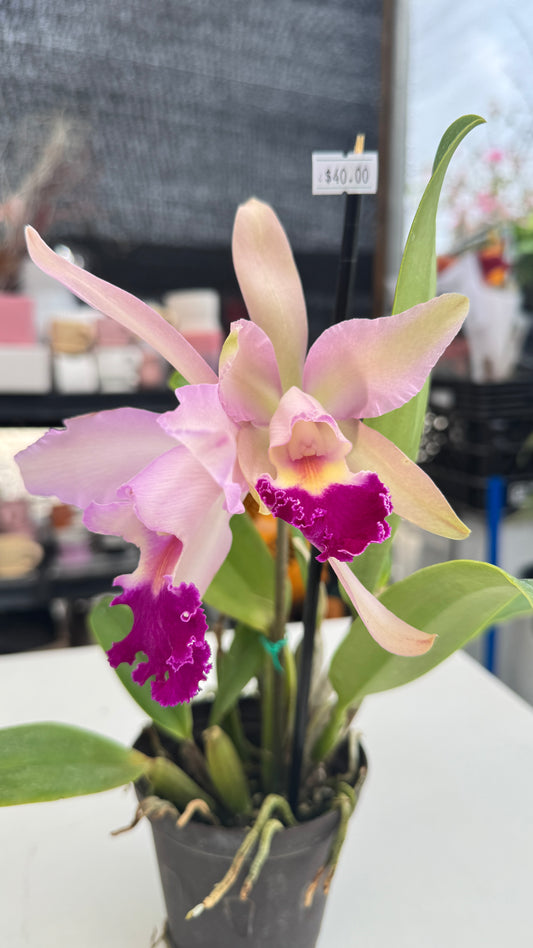 RHYNCHOLAELIOCATTLEYA MARIA BROWN 4"