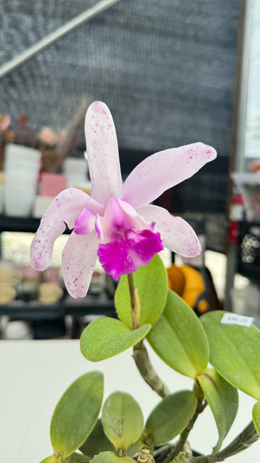 CATTLEYA INTERMEDIA GIGAS 4"
