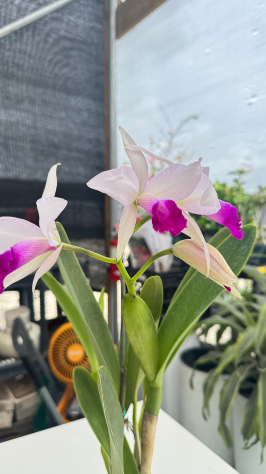 CATTLEYA PURPURATA DREAM 4"