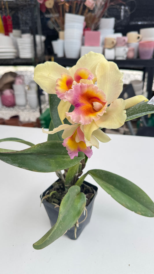 BRASSOLAELIOCATTLEYA HIBRIDA NOBILE BRUNO BRUNO X C. NETRASIRI DARKPRINCE RUBY WX X BLC FORT WATSON MENDEHALL 4"