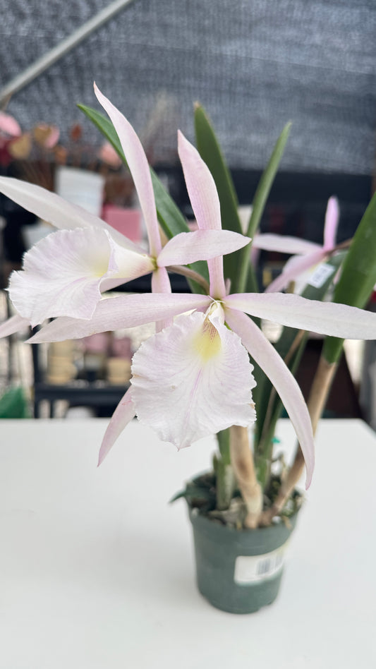 RHYNCHOBRASSOLEYA PURPLE CRICKEY 4"