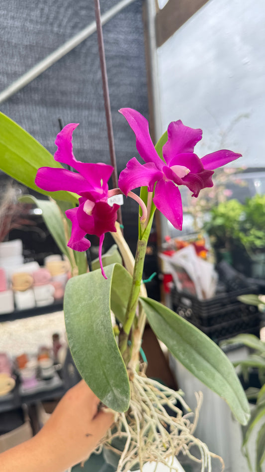 CATTLEYA MISS ENDIOTT X LAELIOCATTLEYA MI MORENA 4"