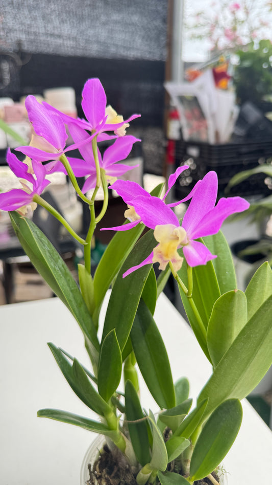 LC. TINY TRESURE 4"