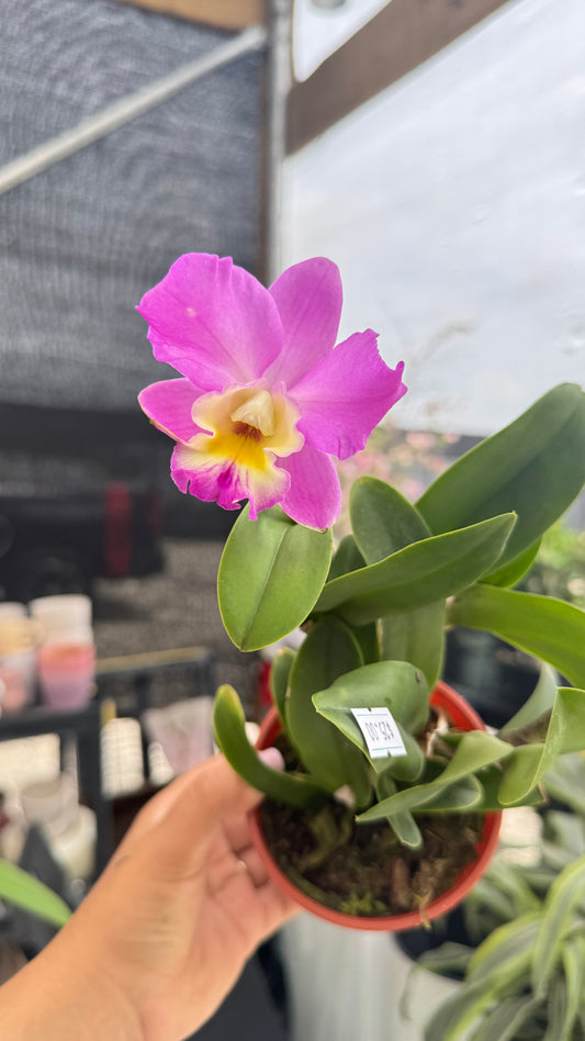 CTT. DORYS & BRYON 'CHRISTMAS ROSE' 4"