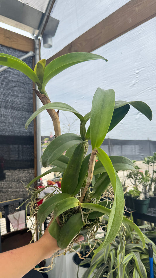C. LEOPOLDII X C. DOWIANA X LC. MI MORENA 4"