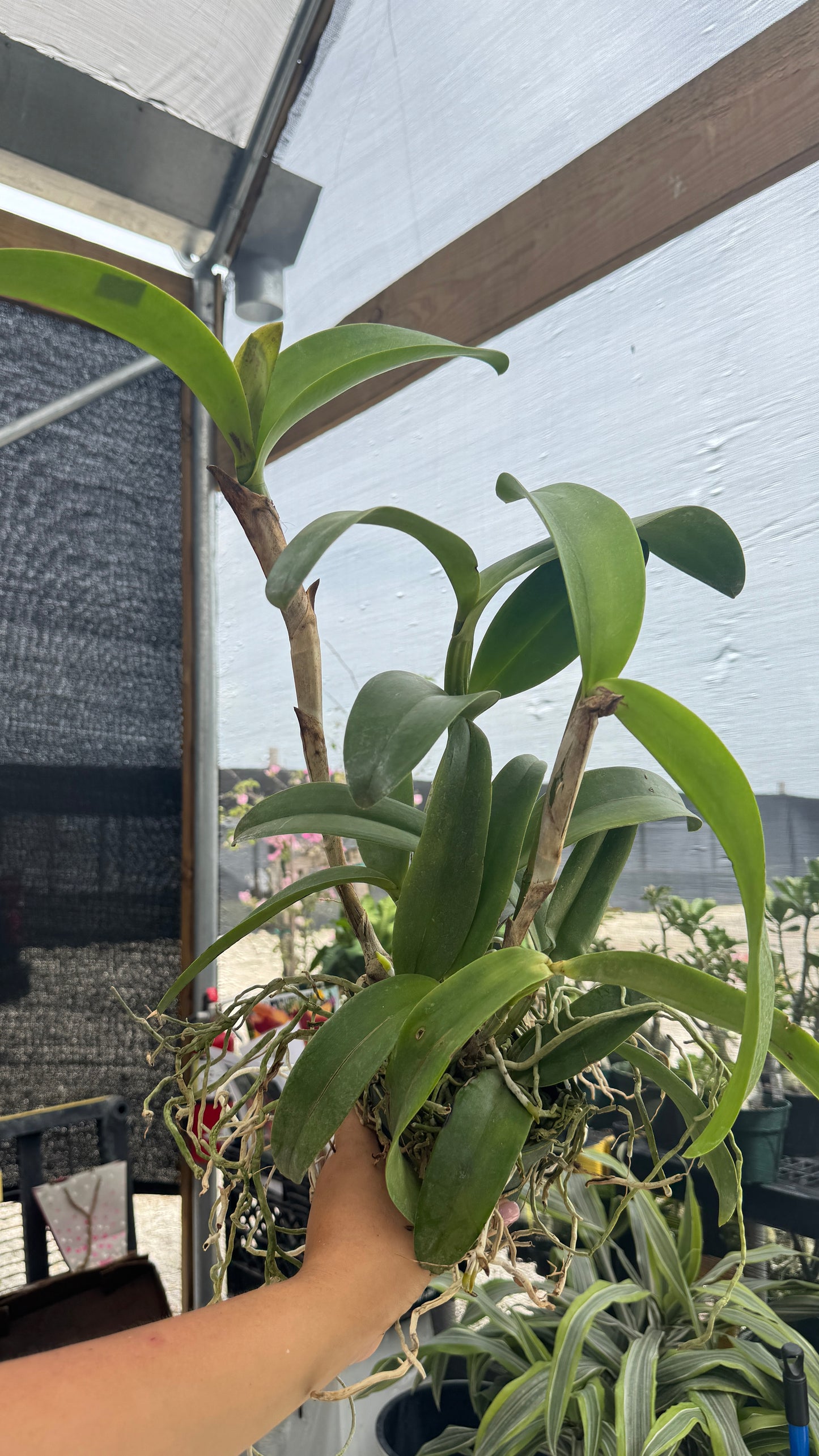 C. LEOPOLDII X C. DOWIANA X LC. MI MORENA 4"