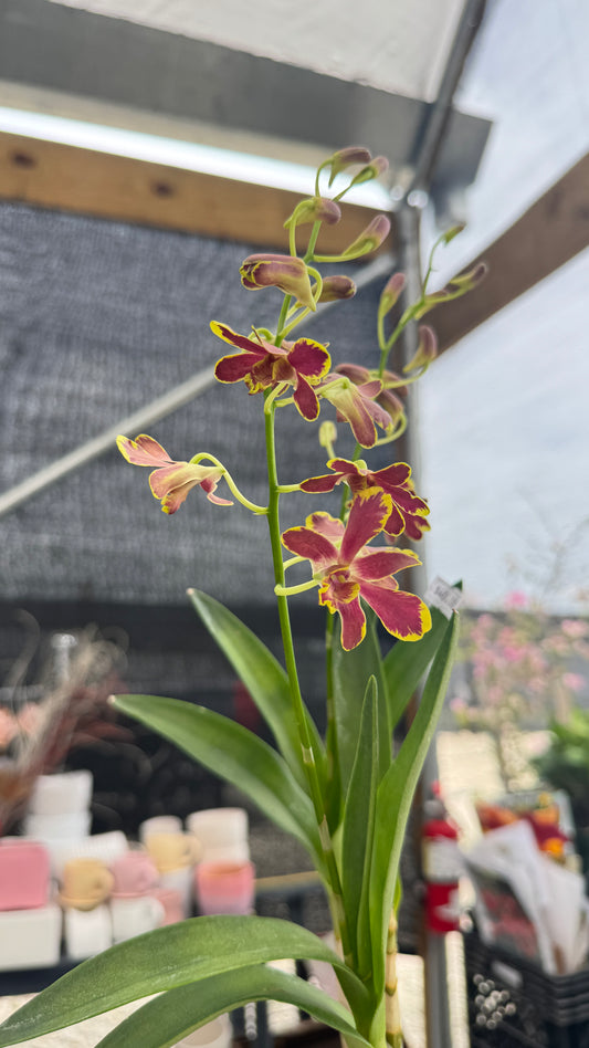 DENDROBIUM BROWN SPLASH 4"