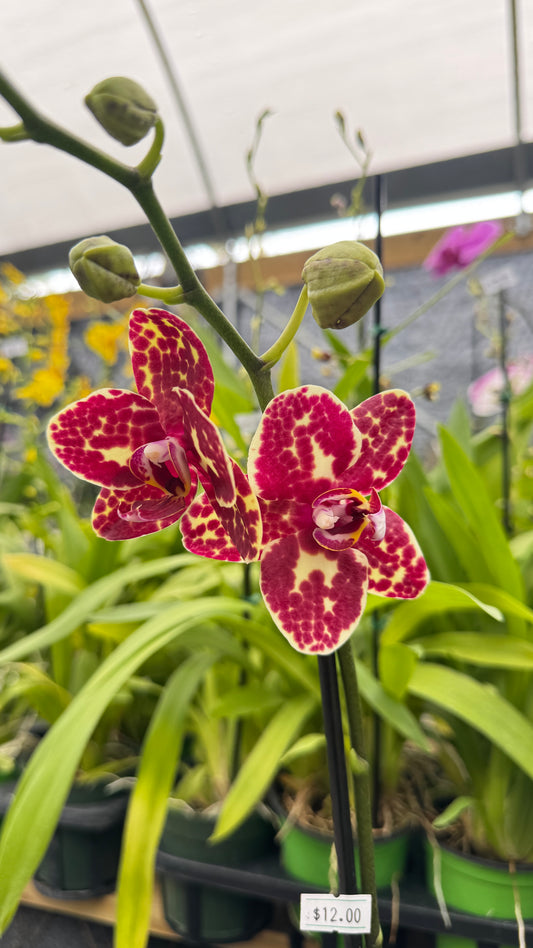 PHALAENOPSIS SPOT RED 3"