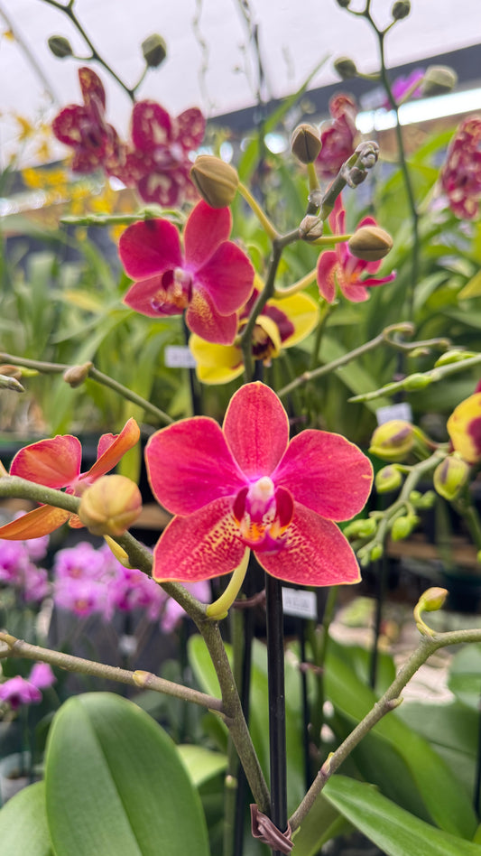 PHALAENOPSIS RED 3"