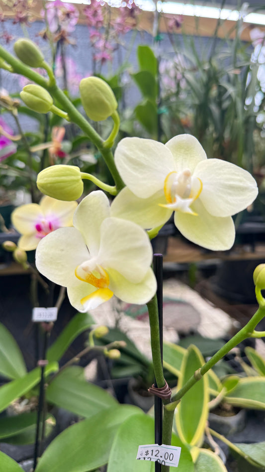 PHALAENOPSIS YELLOW 3"
