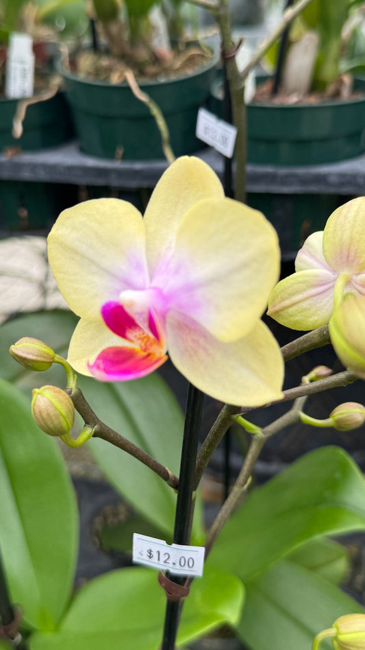 PHALAENOPSIS PINK AND YELLOW 3"