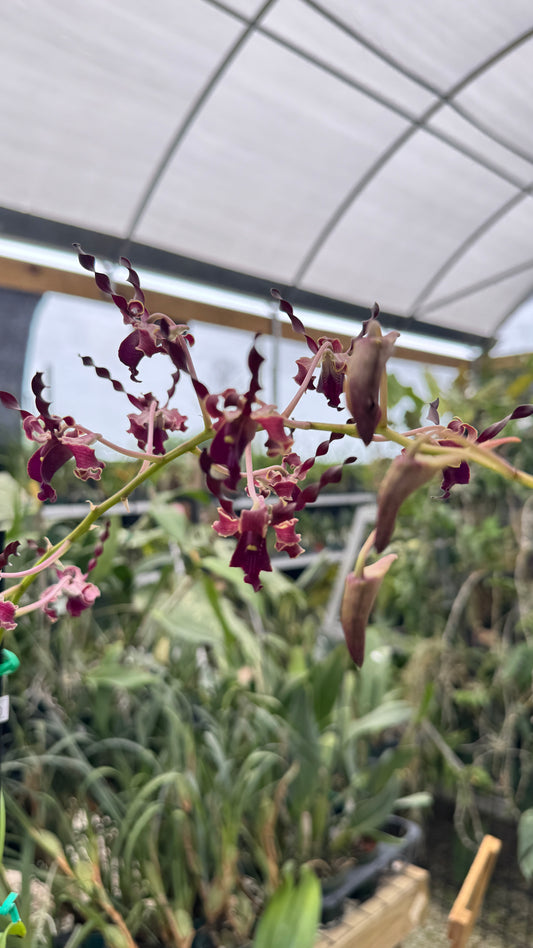 DENDROBIUM BIG BEN DARK 4"