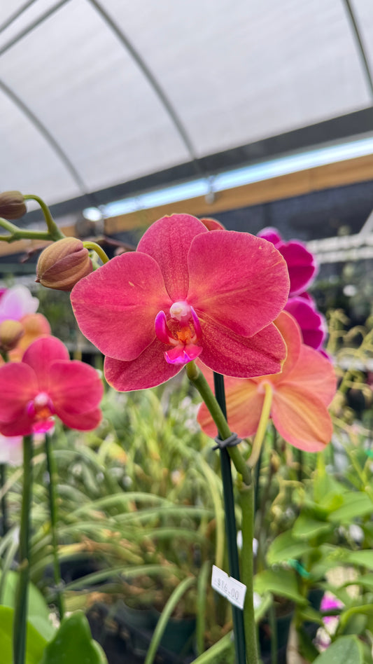 PHALAEPNOPSIS RED 5"