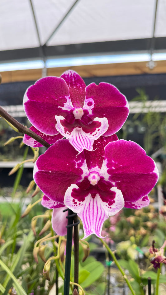 PHALAENOPSIS PURPLE 5"